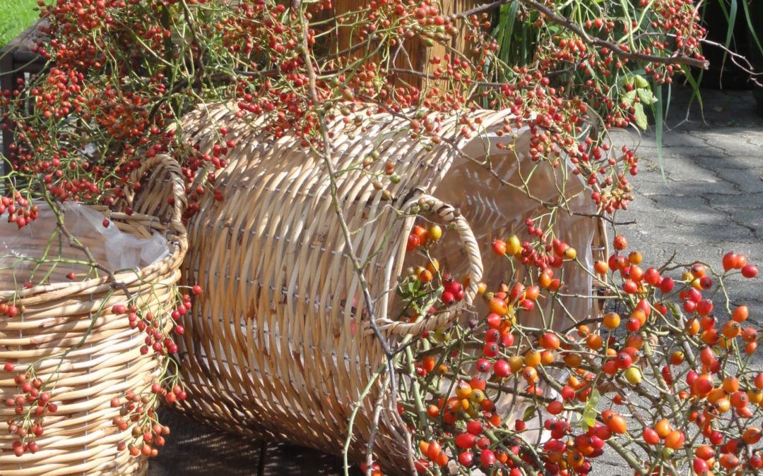 …. Herbstzeit ….Zeit der Beeren …